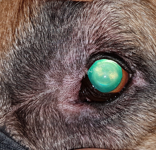 Склероз ядра  хрусталика у собаки