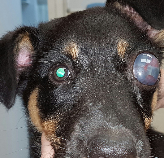 Врожденная глаукома у щенка. Congenital glaucoma in a puppy