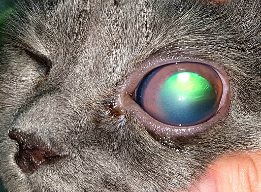 Глаукома у кошки. Glaucoma in a cat