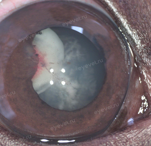 Травматическая катаракта  у собак