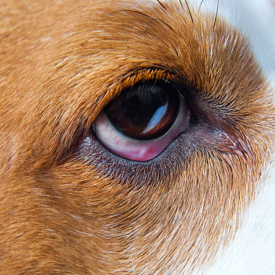 отёк глаз у собаки