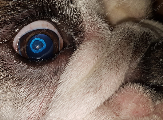 Врожденная катаракта у собаки