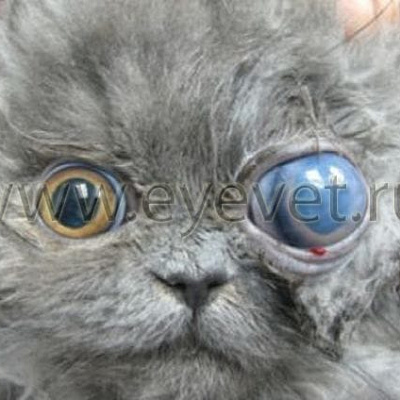Котёнок частично ослеп