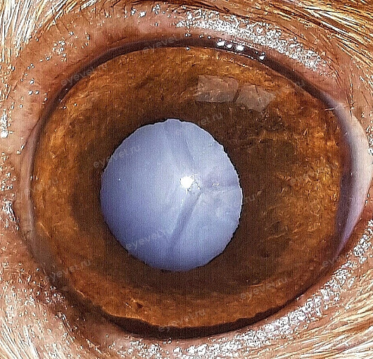 Зрелая катаракта у собаки
