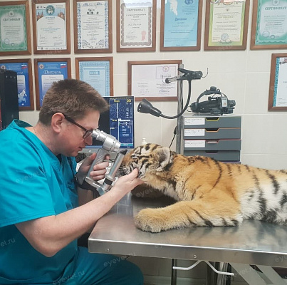 Биомикроскопия глаз у тигрёнка