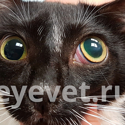 Кот полностью ослеп