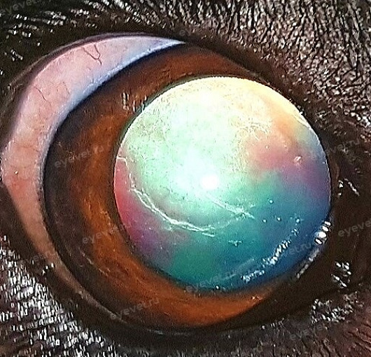 Начальная катаракта у собаки