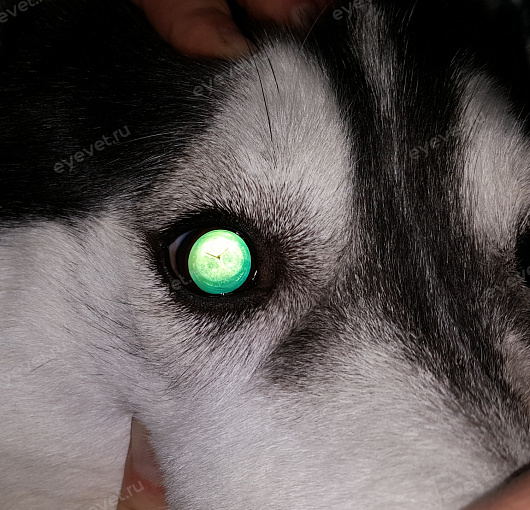 Генетическая катаракта у собаки
