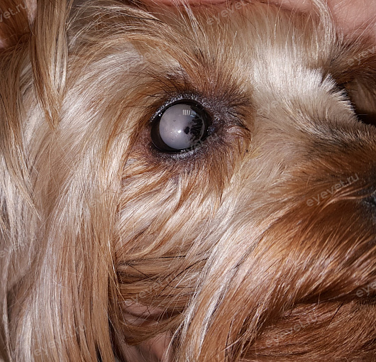 Увеальная катаракта у собаки