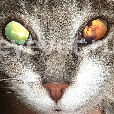 Кот частично ослеп