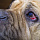 Красный глаз у щенка