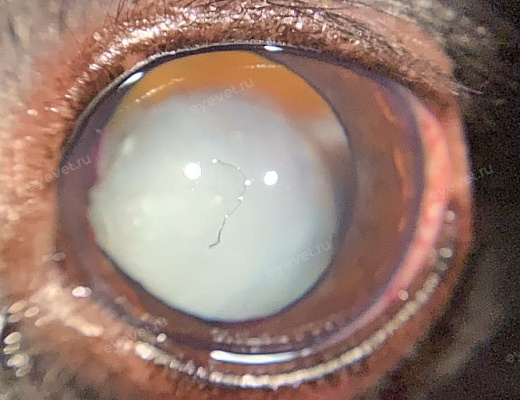 Отрыв связок хрусталика, перезрелая катаракта у собаки