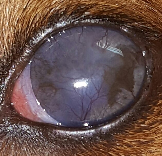 Глаукома, сосудистый кератит у собаки. Glaucoma, vascular keratitis in a dog