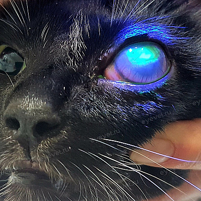 Кот расчёсывает глаз