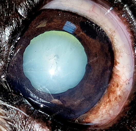 Возрастная катаракта у собаки