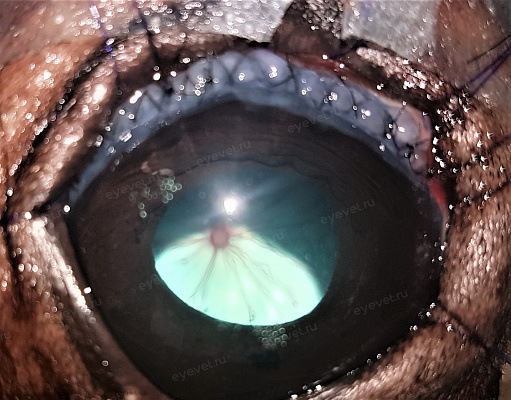 Глаз морского котика после удаления катаракты «открытого неба»
