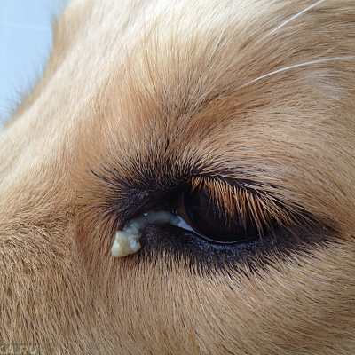 Гноится глаз у собаки