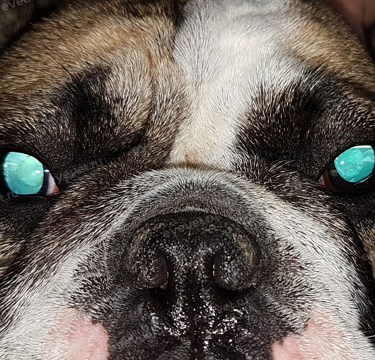 Начальная катаракта у собаки