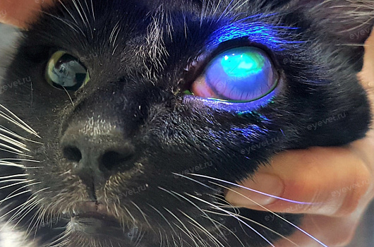 Лечение инфекционных и воспалительных заболеваний глаз у кошек