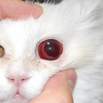 Красный глаз у кота