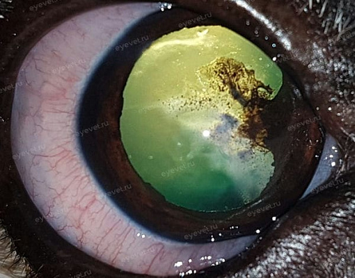 Начальная увеальная катаракта у собаки