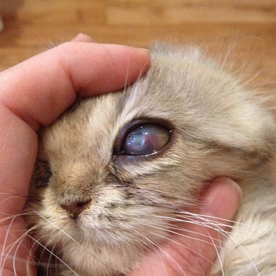 отёк глаз у котёнка