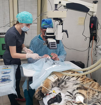 Операция по ФЭК у тигрёнка