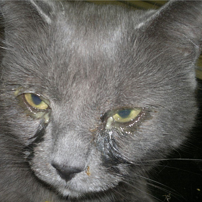 Выделение из глаз у кошки