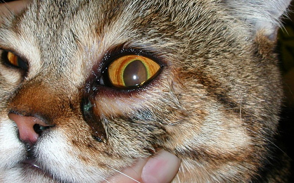 от чего гноятся глаза у кошки
