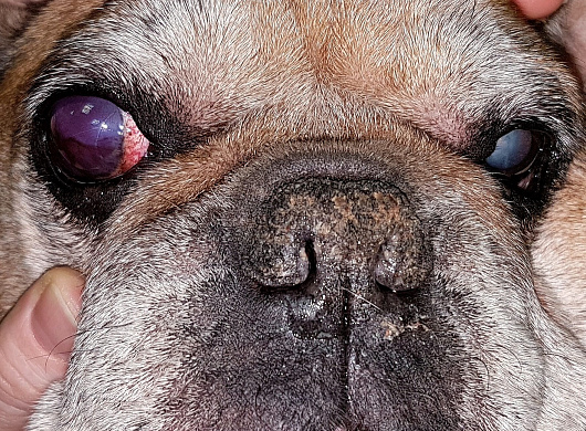 Увеальная глаукома у собаки. Uveal glaucoma in dogs