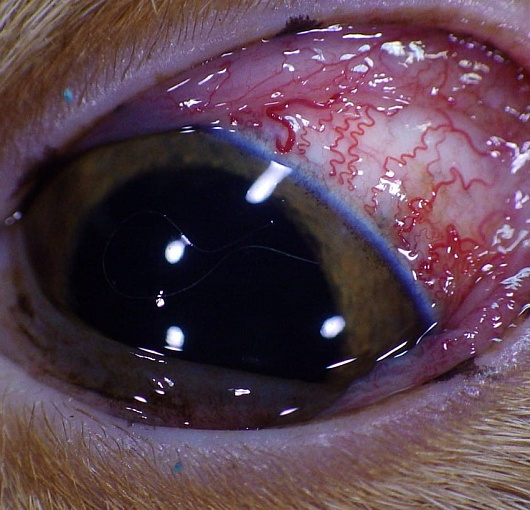 Глаукома у кошки. Glaucoma in a cat