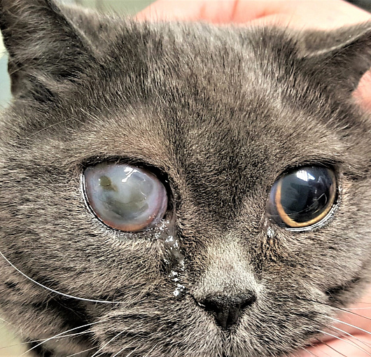 Двухсторонняя глаукома у кошки. Bilateral glaucoma in a cat