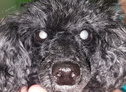 Возрастная катаракта у собаки