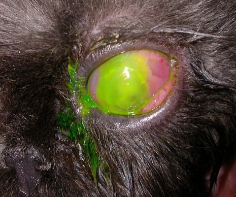 Глаз после окрашивания флюоресцеином. Язва светится ярко зеленым цветом, четко видны ее размеры и характер повреждения тканей.