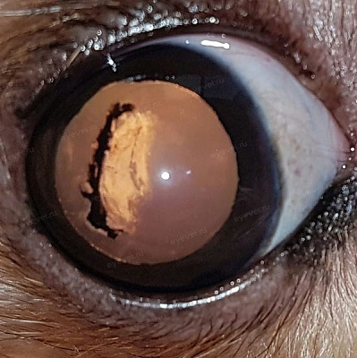 Начальная травматическая катаракта у собаки