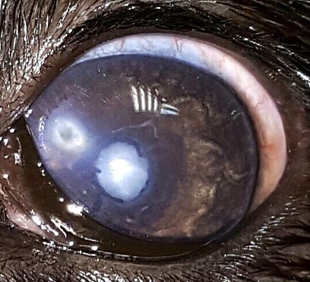 Травматическая зрелая катаракта у собаки