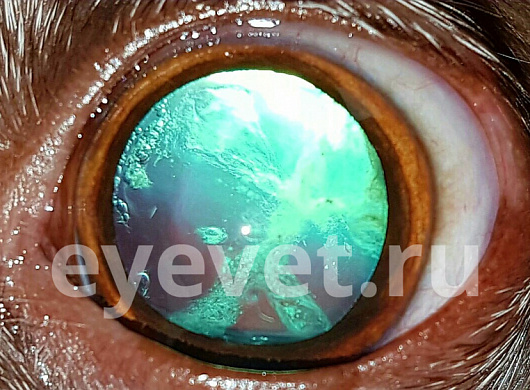 Начальная катаракта. Выглядит потрясающе, как чужой мир