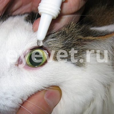 Кошка прикрывает глаз