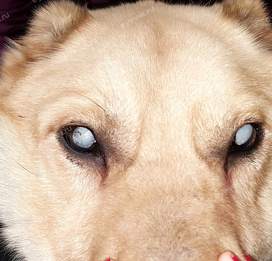 Перезрелая катаракта у собаки