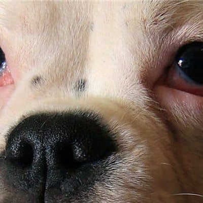 щенок чешет глаз