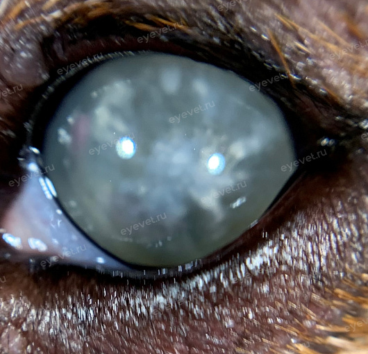 Зрелая катаракта у собаки