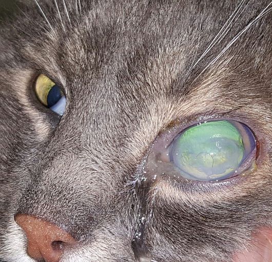 Глаукома, буллезная кератопатия у кошки. Glaucoma, bullous keratopathy in a cat
