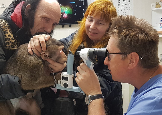 Биомикроскопия глаза у обезьяны