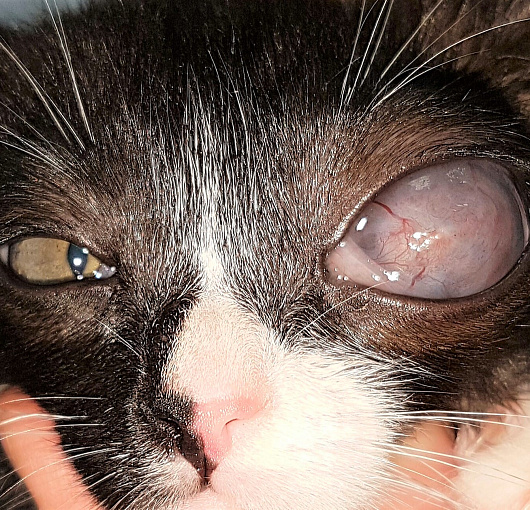 Глаукома, буфтальм, сосудистый кератит у кошки. Glaucoma, buphthalmos, vascular keratitis in a cat