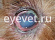 Проведение теста Ширмера у собаки с подозрением на синдром сухого глаза.