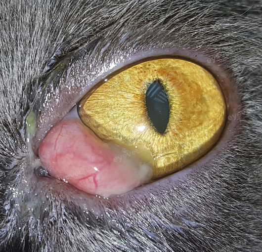 Пролапс железы 3-го века у кошки \Third eyelid gland prolapse in Cats