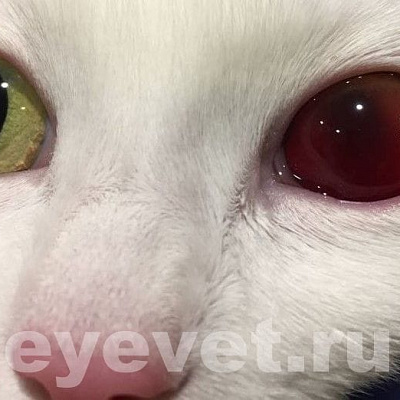 Покраснел глаз у кошки
