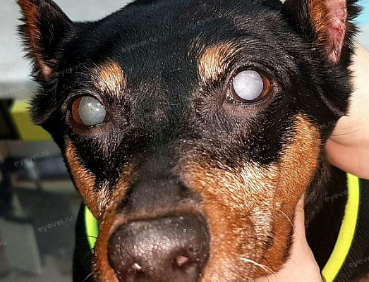 Двухсторонняя возрастная катаракта у собаки