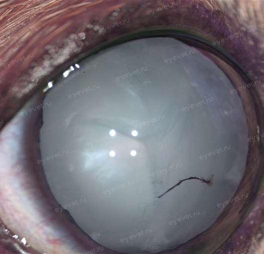 Диабетическая катаракта у собаки
