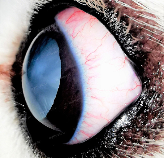 Диабетическая катаракта у собаки